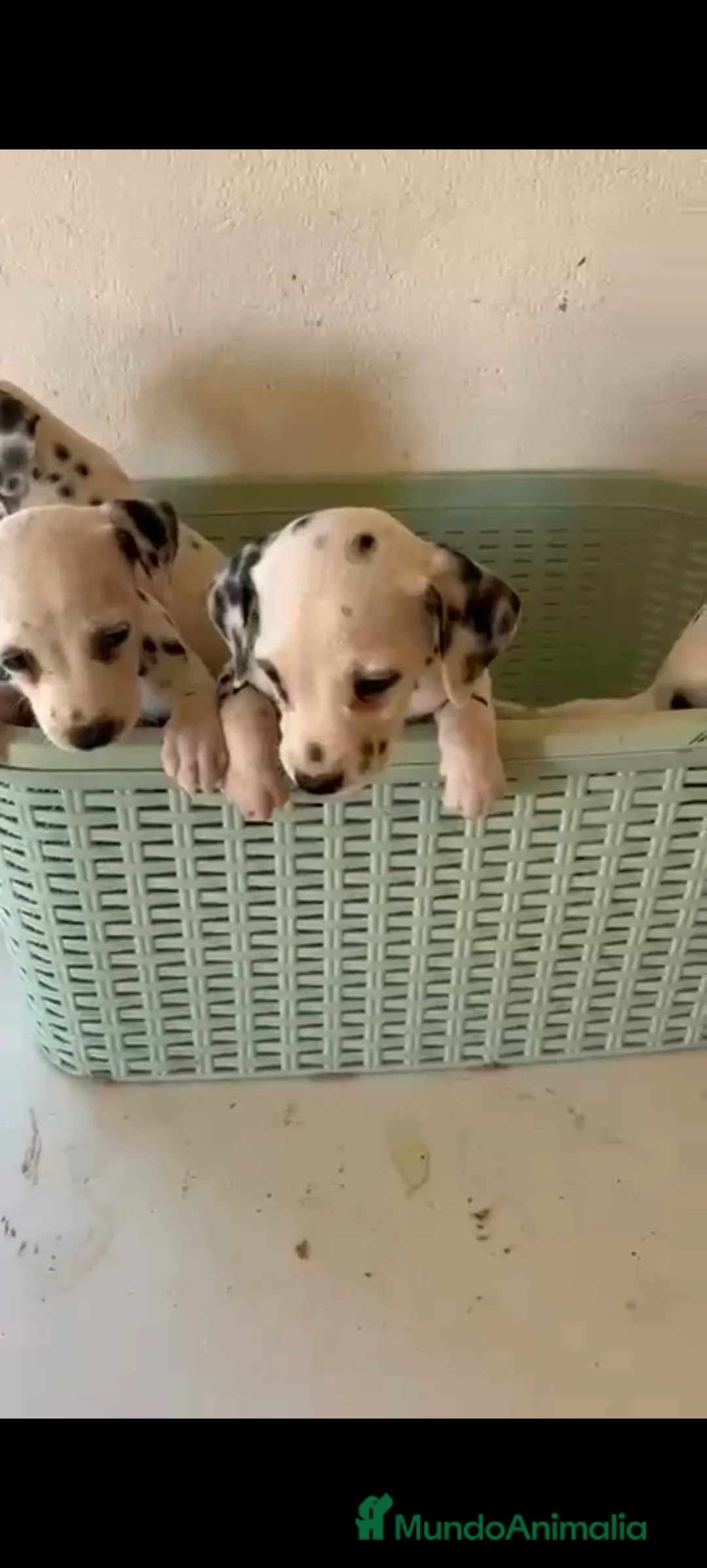 Dálmata perros en venta: Dalmata  - Anuncio 2