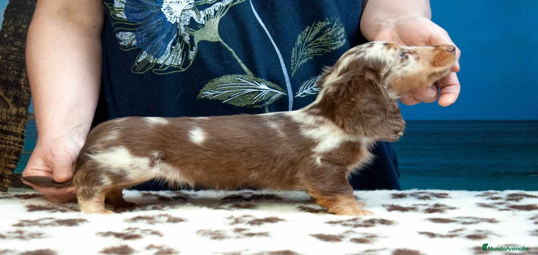 Imagen de galería {{count}}