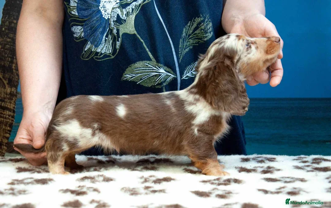 Imagen de galería {{count}}