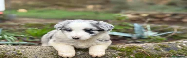 Border Collie blue Merle