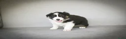 Pastor Australiano perros en venta: Cachorros Pastor Australiano - Anuncio 12