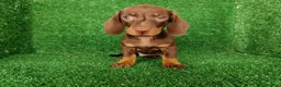 Teckel Miniatura perros en venta: teckel miniatura - Anuncio 1