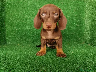 Teckel Miniatura perros teckel miniatura - Anuncio 1