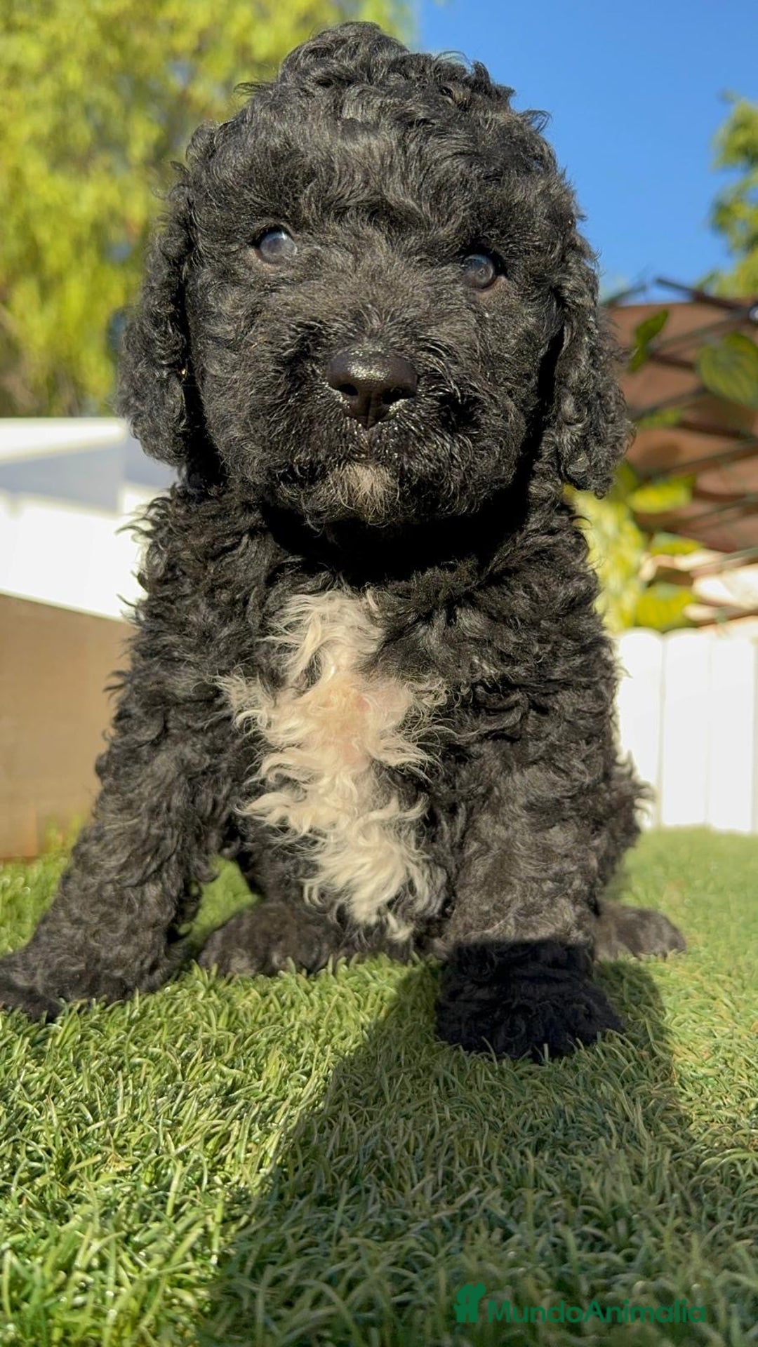 Perro de Agua Español perros en venta: PERRO DE AGUA ESPAÑOL - Imagen 12