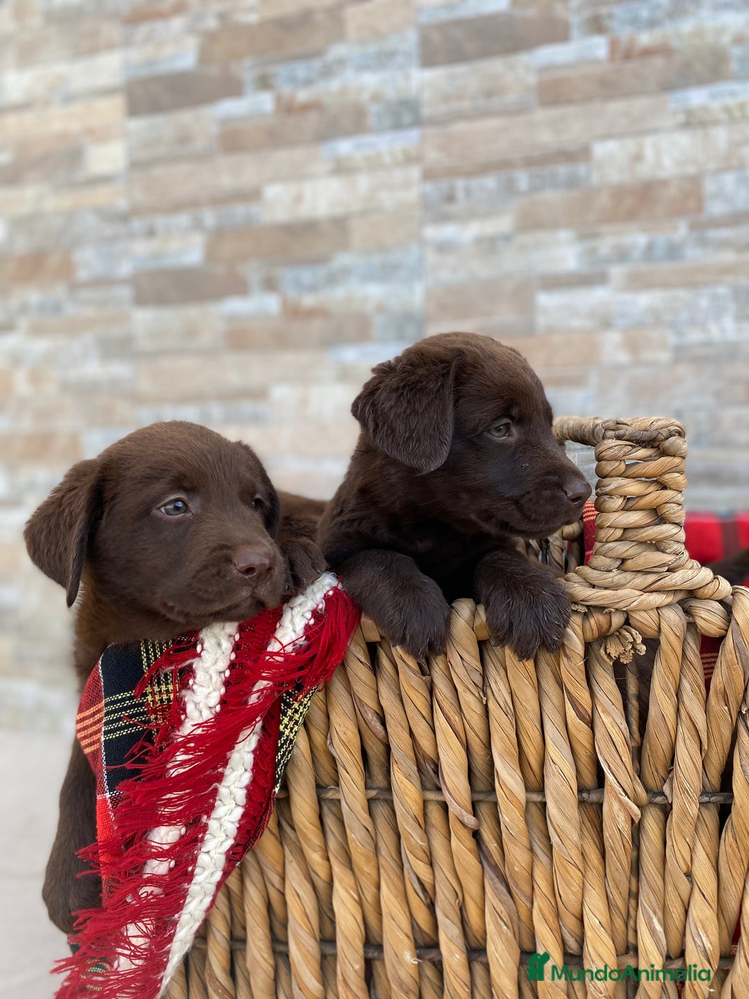 Labrador Retriever perros en venta: Cachorros de Labrador chocolate  - Imagen 4