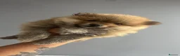 Pomerania perros en venta: Cachorros de pomerania  - Anuncio 1