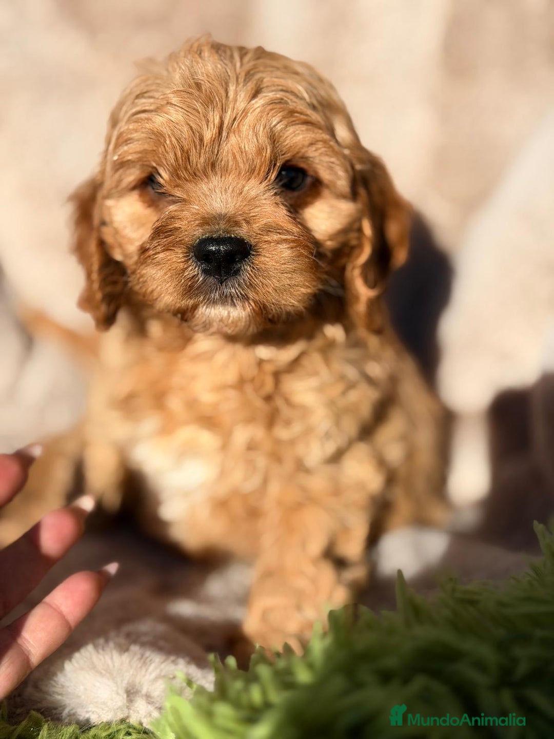Cavapoo perros en venta: CAVAPOO ROJO - Anuncio 4