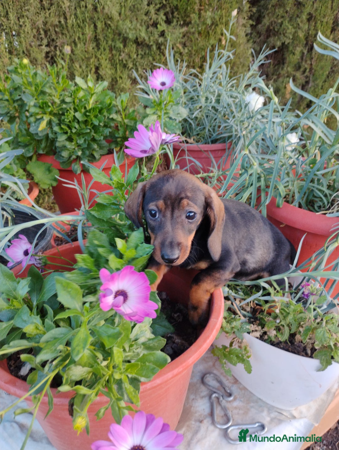 Teckel perros en venta: Cachorra teckel miniatura pelo corto  - Imagen 4