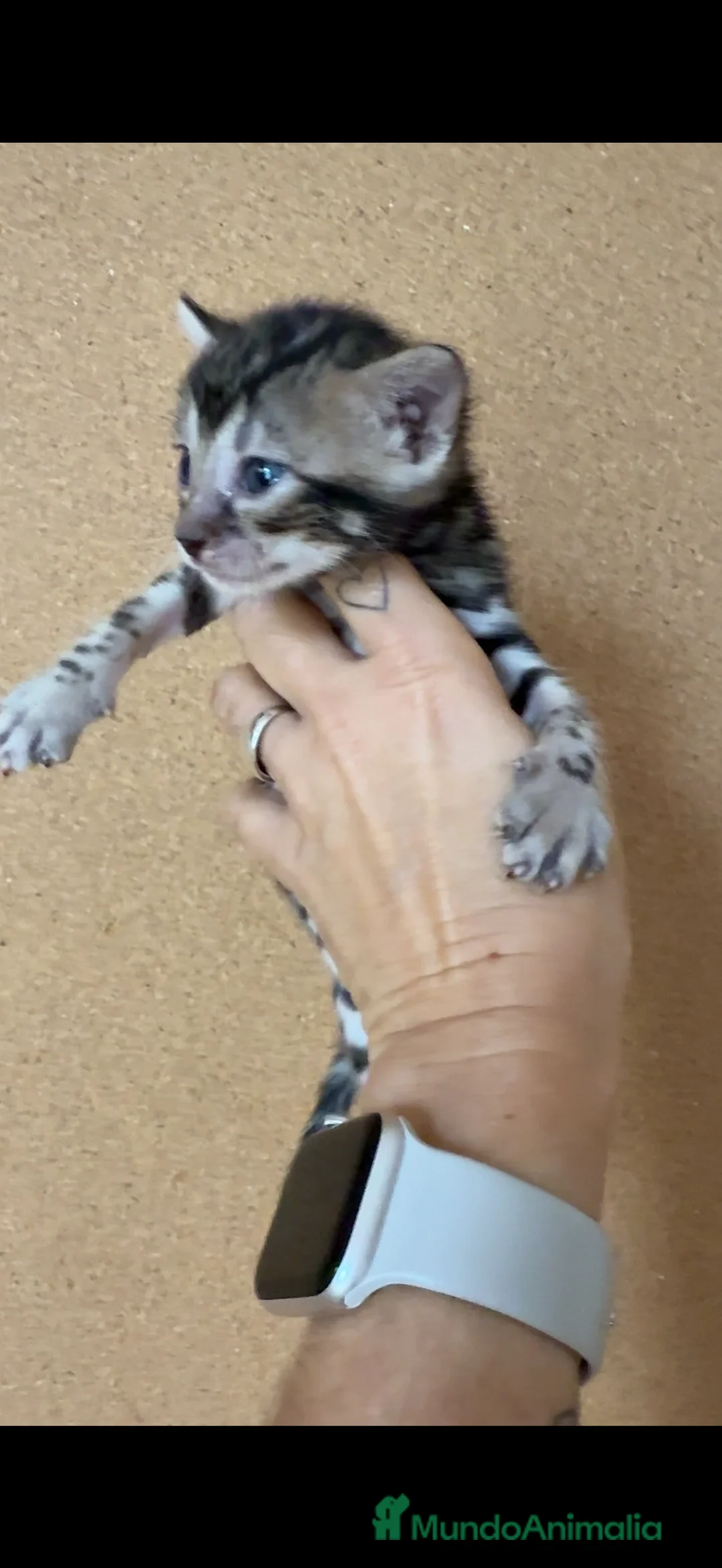 Bengalí gatos en venta: Bengali  - Anuncio 4