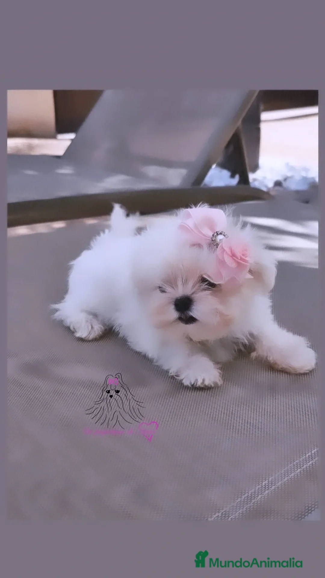 Bichón Maltés perros BICHON MALTES COREANO MINIATURA MÁXIMA CALIDAD  - Anuncio 1
