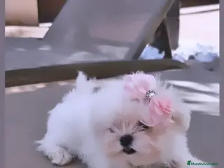 Bichón Maltés perros BICHON MALTES COREANO MINIATURA MÁXIMA CALIDAD - Anuncio 1