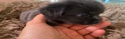 Chihuahua perros en venta: Chihuahua pelo largo machito  - Anuncio 2
