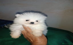Pomerania perros en venta: MONERIAS DE HEMBRITAS POMERANIAS - Imagen 3
