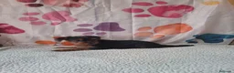 Yorkshire Terrier perros en venta: Yorkshire terrier  - Anuncio 1