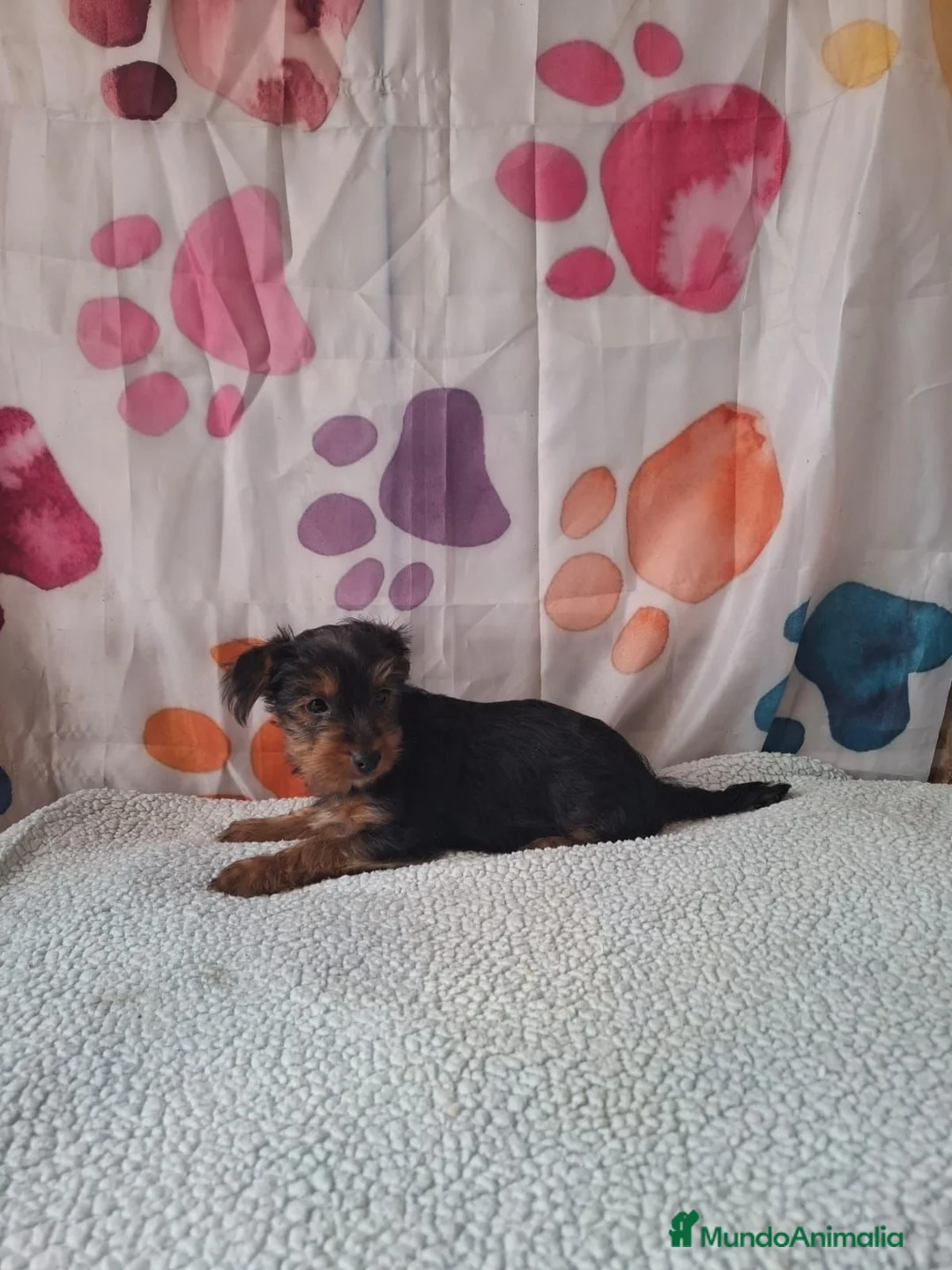 Yorkshire Terrier perros en venta: Yorkshire terrier  - Anuncio 1