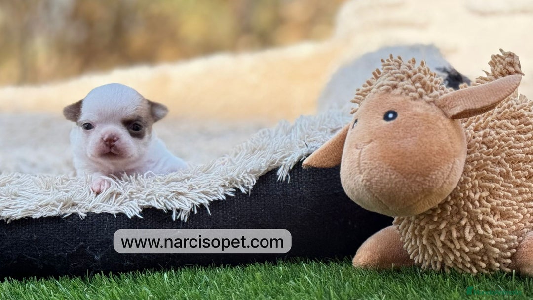 Chihuahua perros en venta: CAMADA DE CHIHUAHUA - Imagen 2