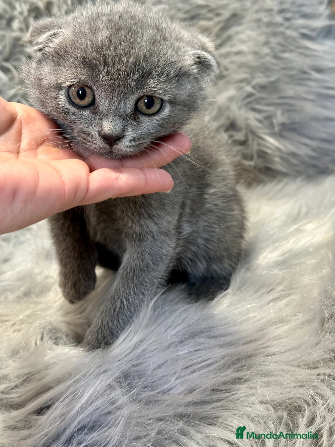 Scottish Fold gatos en venta: SCOTTISH FOLD en Barcelona - Anuncio 6