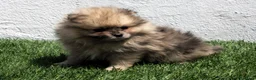 Pomerania perros en venta: Pomerania - Anuncio 21