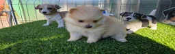 Pomerania perros en venta: Pomerania miniaturas  - Anuncio 2