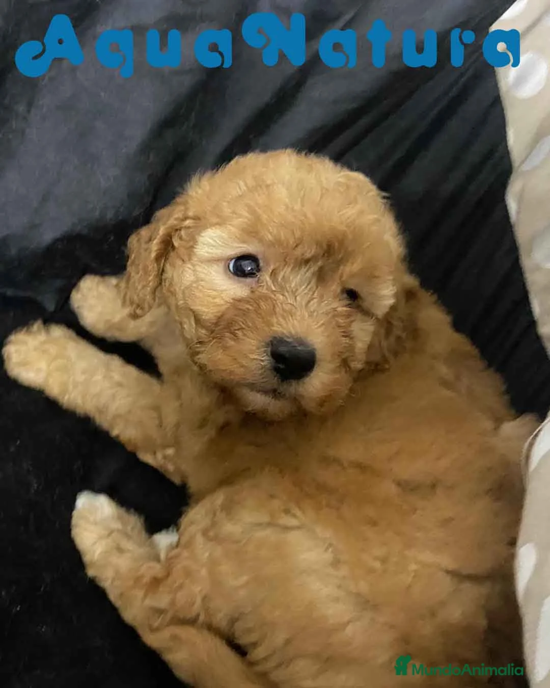 Havapoo perros en venta: Havapoo Hembra 2 de Locaty y Can AQUANATURA - Anuncio 5