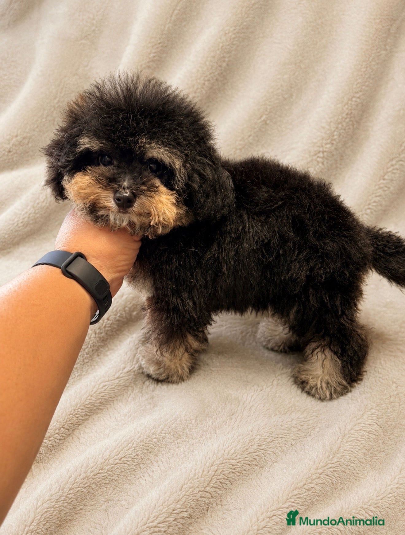 Caniche Toy perros Machito de caniche Toy  - Anuncio 5