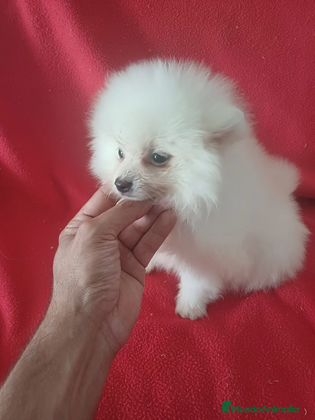 Pomerania perros en venta: Pomerania  - Anuncio 2