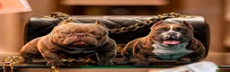 American Bully perros en venta: American bully micro - Anuncio 3