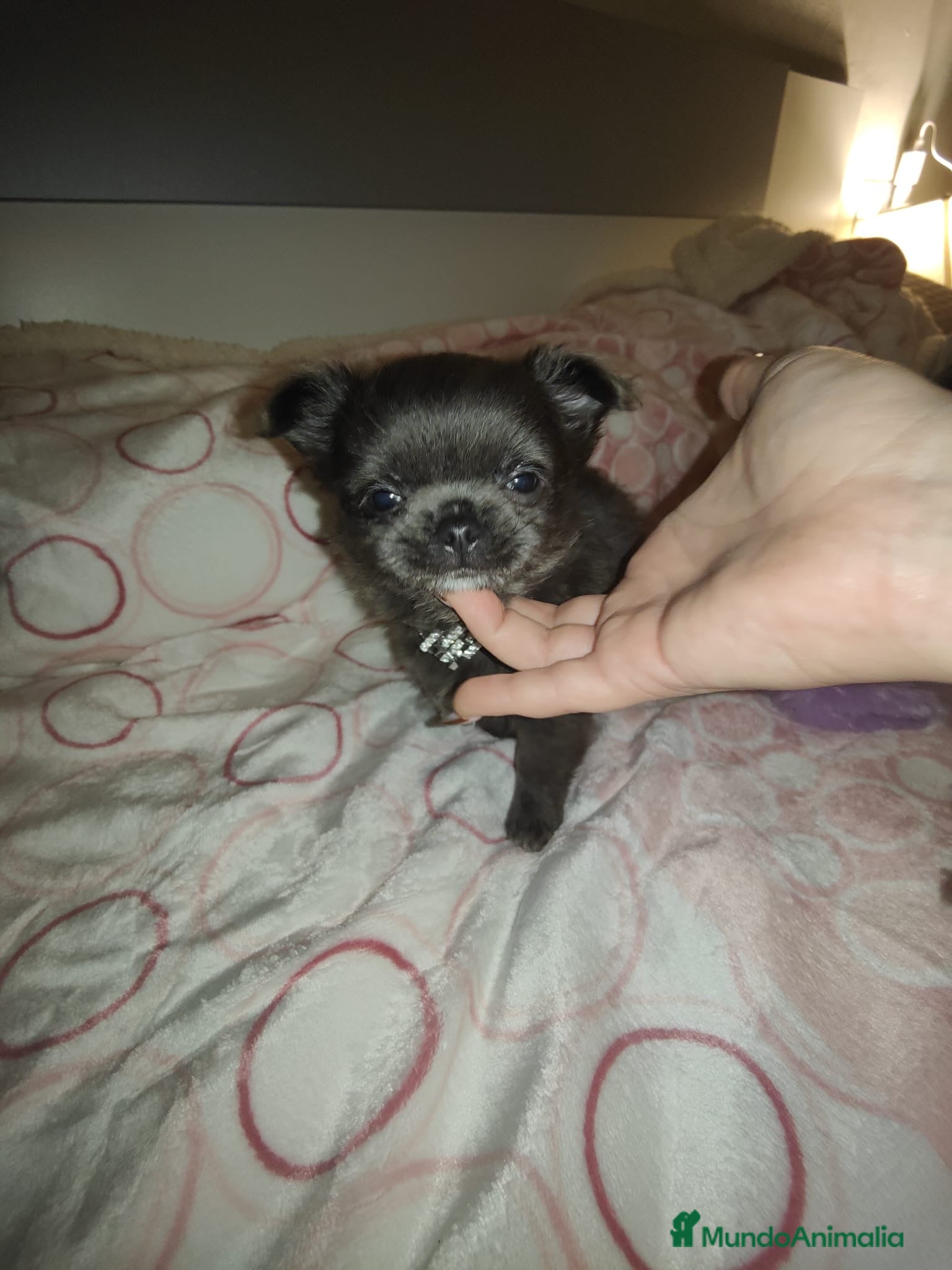 Chihuahua perros CHIHUAHUA TOYS PELO LARGO BLUE - Anuncio 1