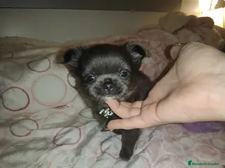 Chihuahua perros CHIHUAHUA TOYS PELO LARGO BLUE - Anuncio 1