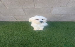 Bichón Maltés perros en venta: Bichon maltes - Imagen 11