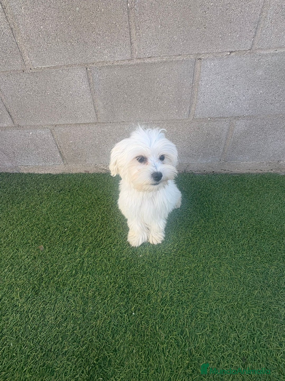 Bichón Maltés perros en venta: Bichon maltes - Imagen 11