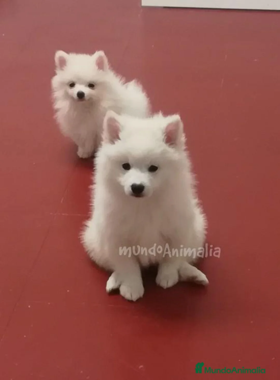 Imagen de galería {{count}}