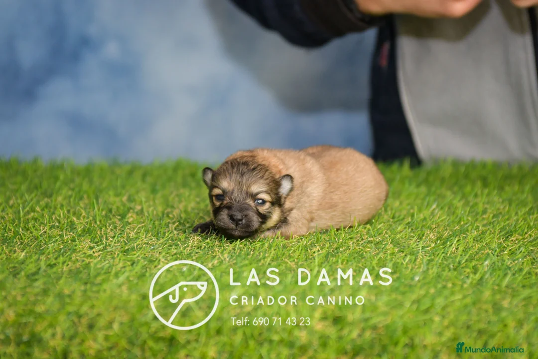 Pomerania perros en venta: Pomeranias disponibles - Anuncio 2