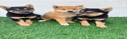 Shiba Inu perros en venta: Shiba Inu - Anuncio 26