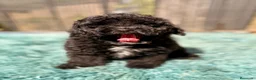 Caniche Toy perros en venta: CANICHE TOY  - Anuncio 10