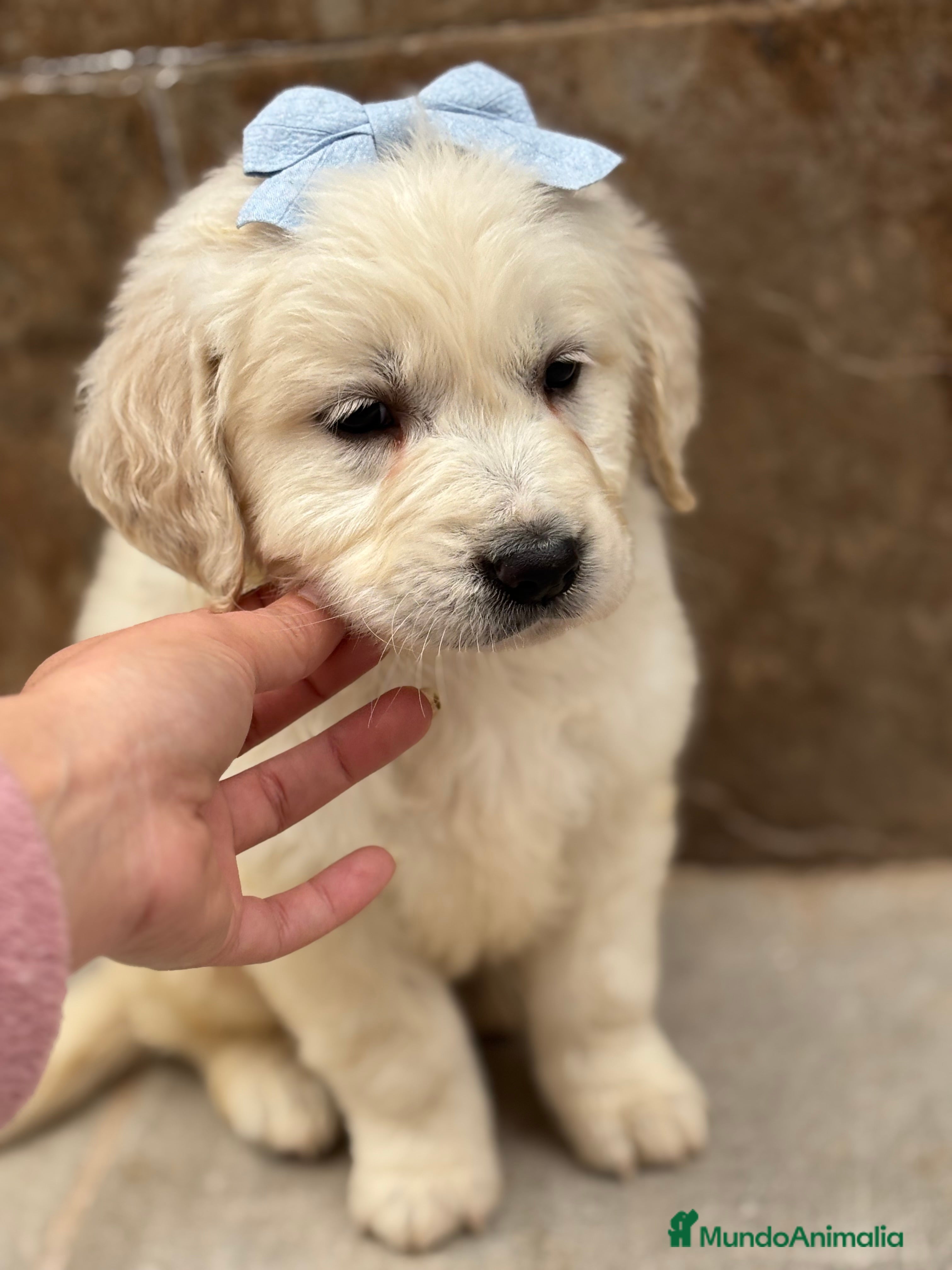 Golden Retriever perros Último machos disponible para entregar!!! en Murcia - Anuncio 1