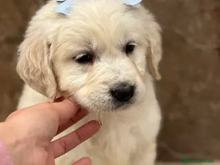 Golden Retriever perros Último machos disponible para entregar!!! en Murcia - Anuncio 1