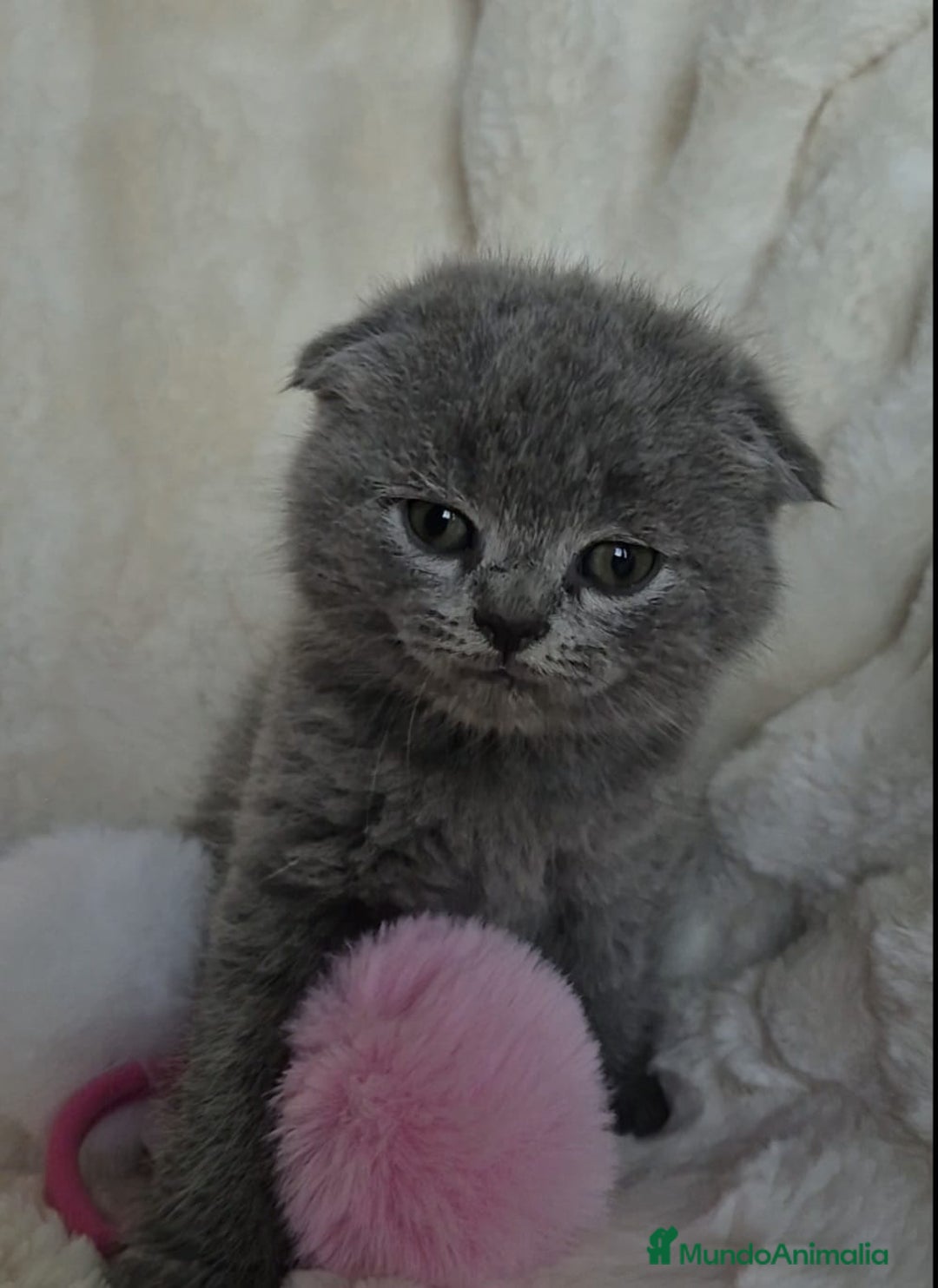 Británico de Pelo Corto gatos en venta: Brithis Blues silver y más gatos disponibles  - Anuncio 5