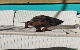 Teckel Miniatura perros en venta: Teckel mini  - Imagen 6