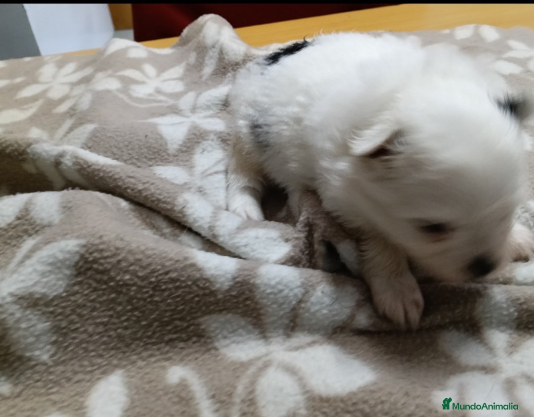 Pomerania perros en venta: LULU DE POMERANIA  - Anuncio 4