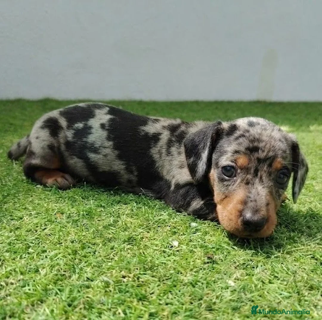Teckel perros en venta: Teckel - Anuncio 2