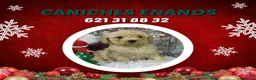 Caniche Toy perros en venta: IMPRECIONANTES  CANICHES  ROJO  TOY  - Anuncio 15