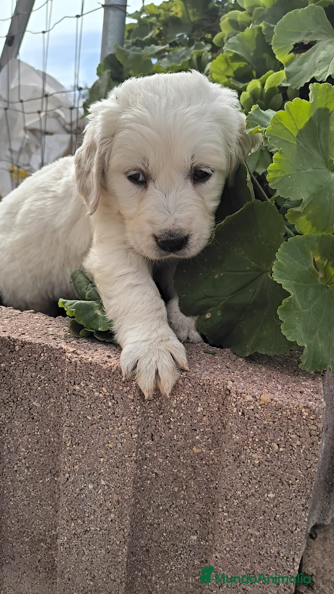 Golden Retriever perros Última cachorra disponible para entregar en Cádiz - Anuncio 1