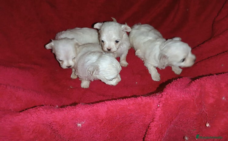Bichón Maltés perros - Anuncio 1
