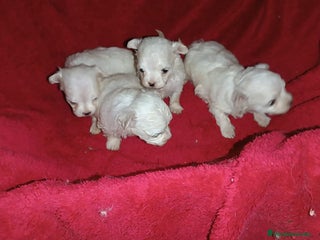 Bichón Maltés perros - Anuncio 10