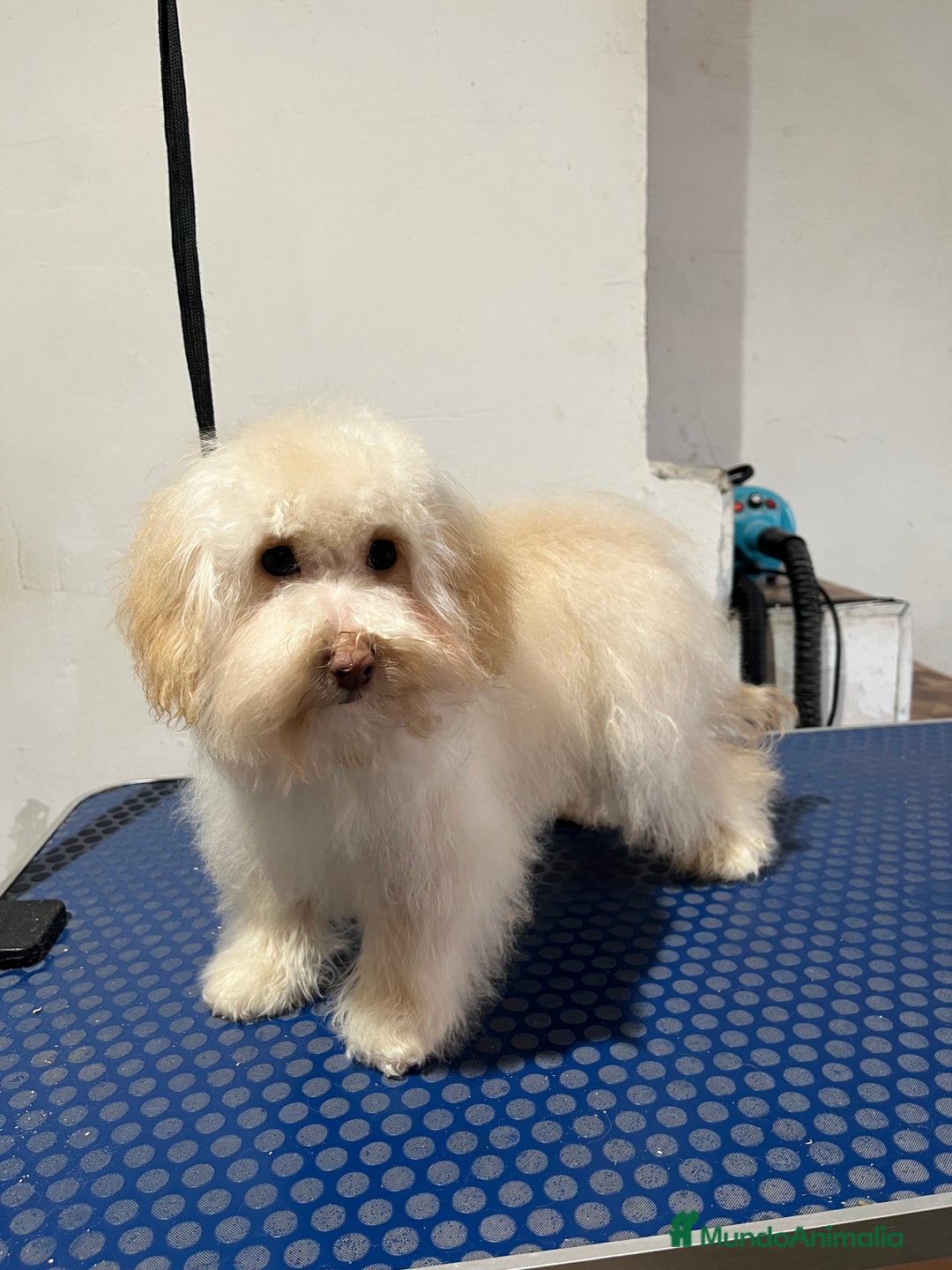 Maltipoo perros en venta: Maltipoo  - Anuncio 4