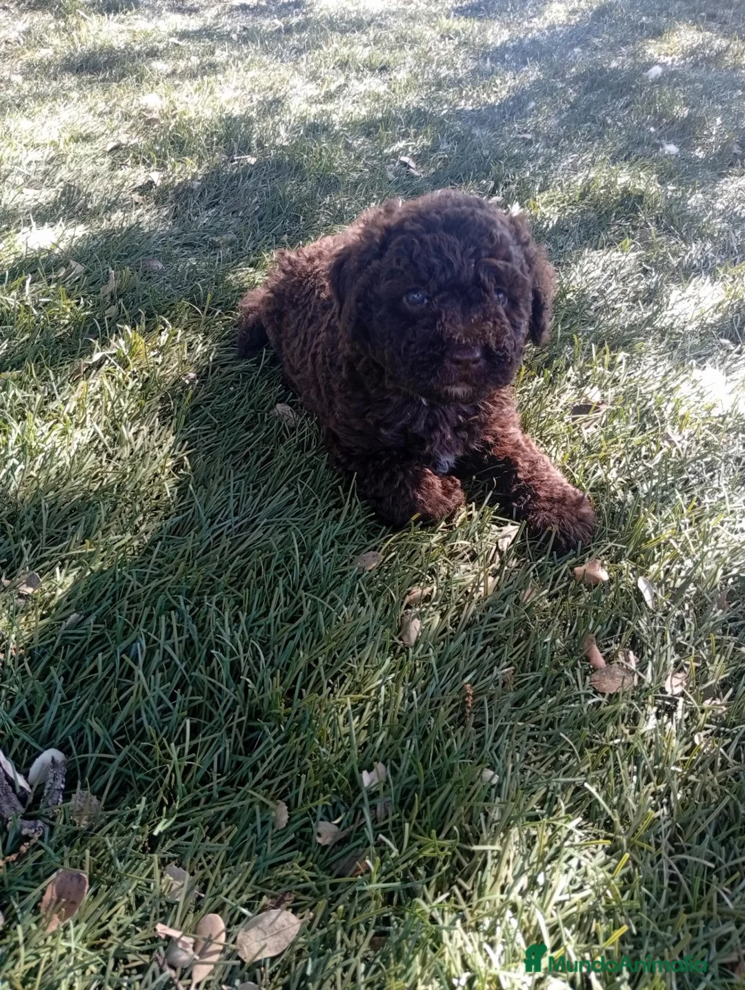 Perro de Agua Español perros en venta: Perro de agua español - Anuncio 2