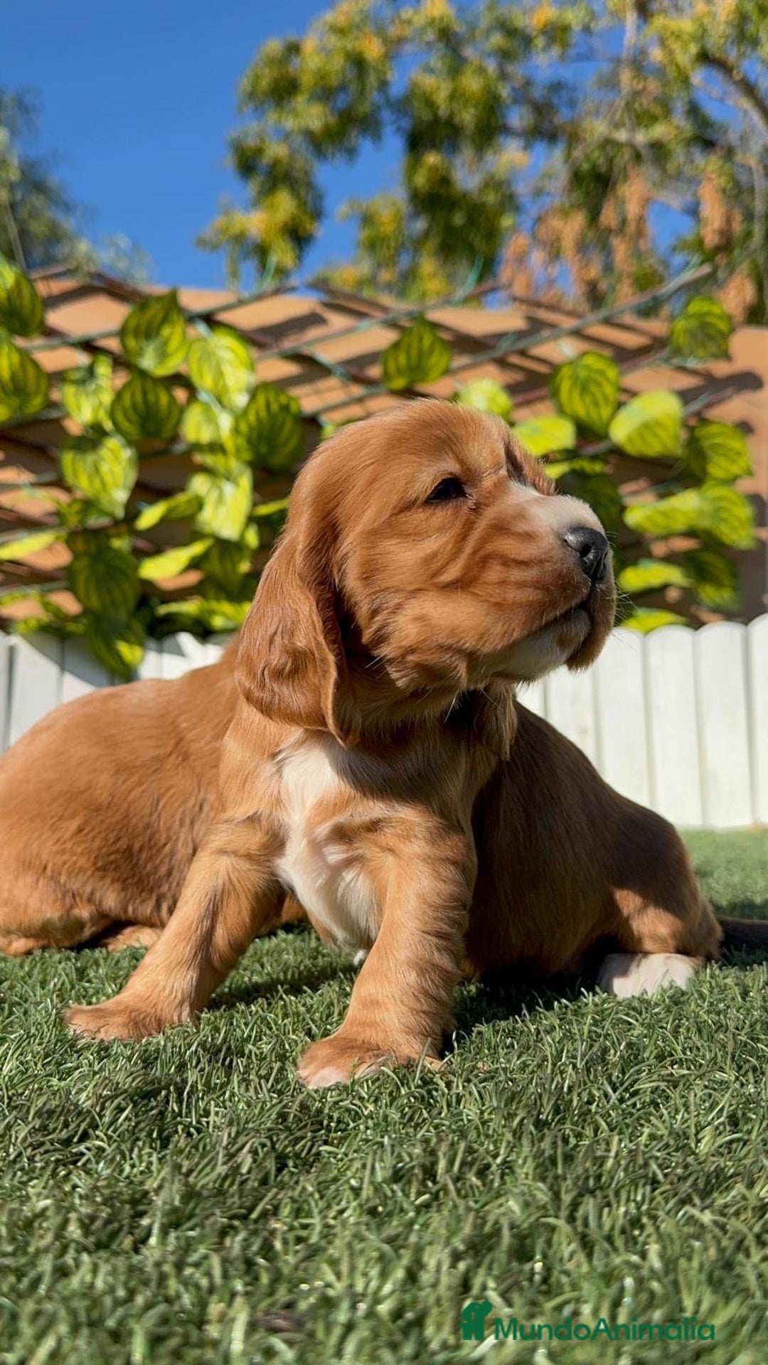 Cocker Spaniel Inglés perros en venta: COCKER SPANIEL INGLES - Anuncio 5