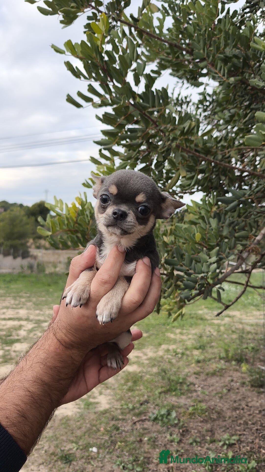 Chihuahua perros en venta: Chihuahua blue 🍎 Macho - Anuncio 3