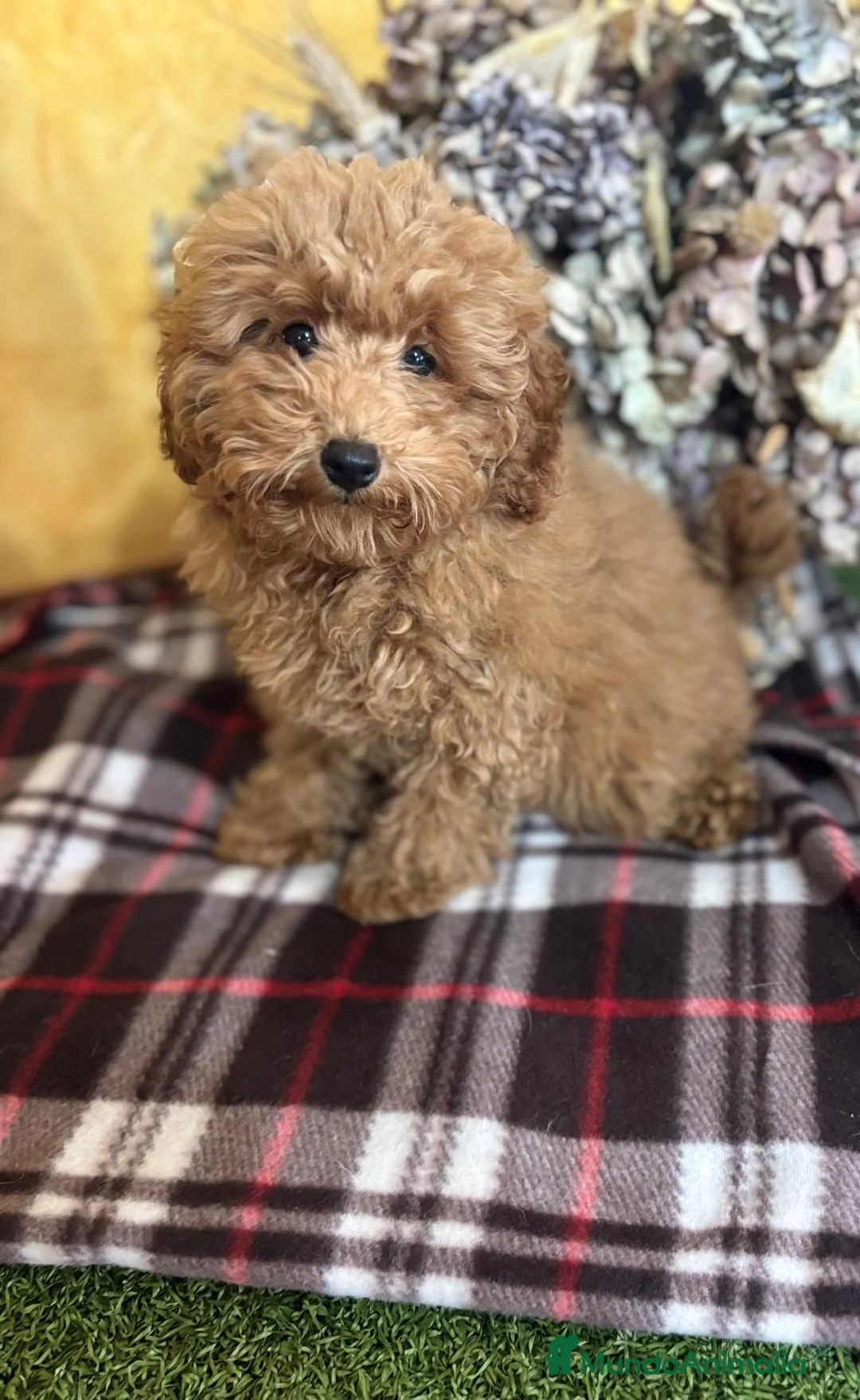 Caniche Toy perros en venta: Caniche toy listo para entregar!! - Anuncio 1